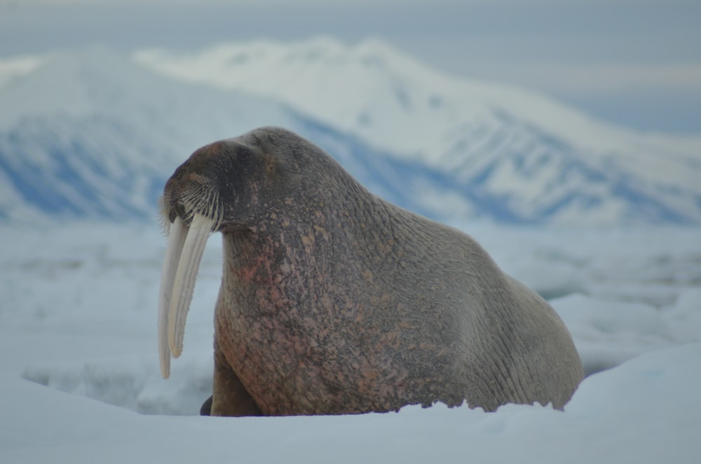 a walpopo with its long tusks sticking out of it's