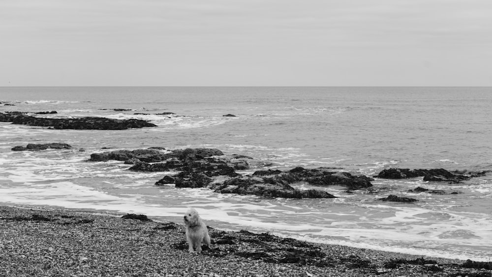 a dog standing on top of a beach next to the ocean