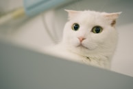 Close-up of a cat’s gentle eyes reflecting a calm, pastel-colored room.