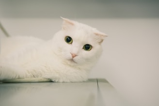A close-up of a white cat with folded ears lying on a surface. Its large, expressive eyes are looking directly at the camera, and its fur appears soft and fluffy. The background is a soft, blurred light color, enhancing the cat's features.