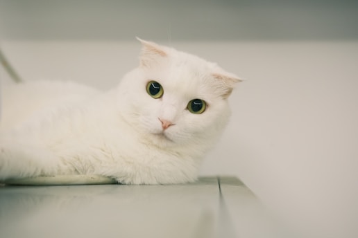 A close-up of a white cat with folded ears lying on a surface. Its large, expressive eyes are looking directly at the camera, and its fur appears soft and fluffy. The background is a soft, blurred light color, enhancing the cat's features.