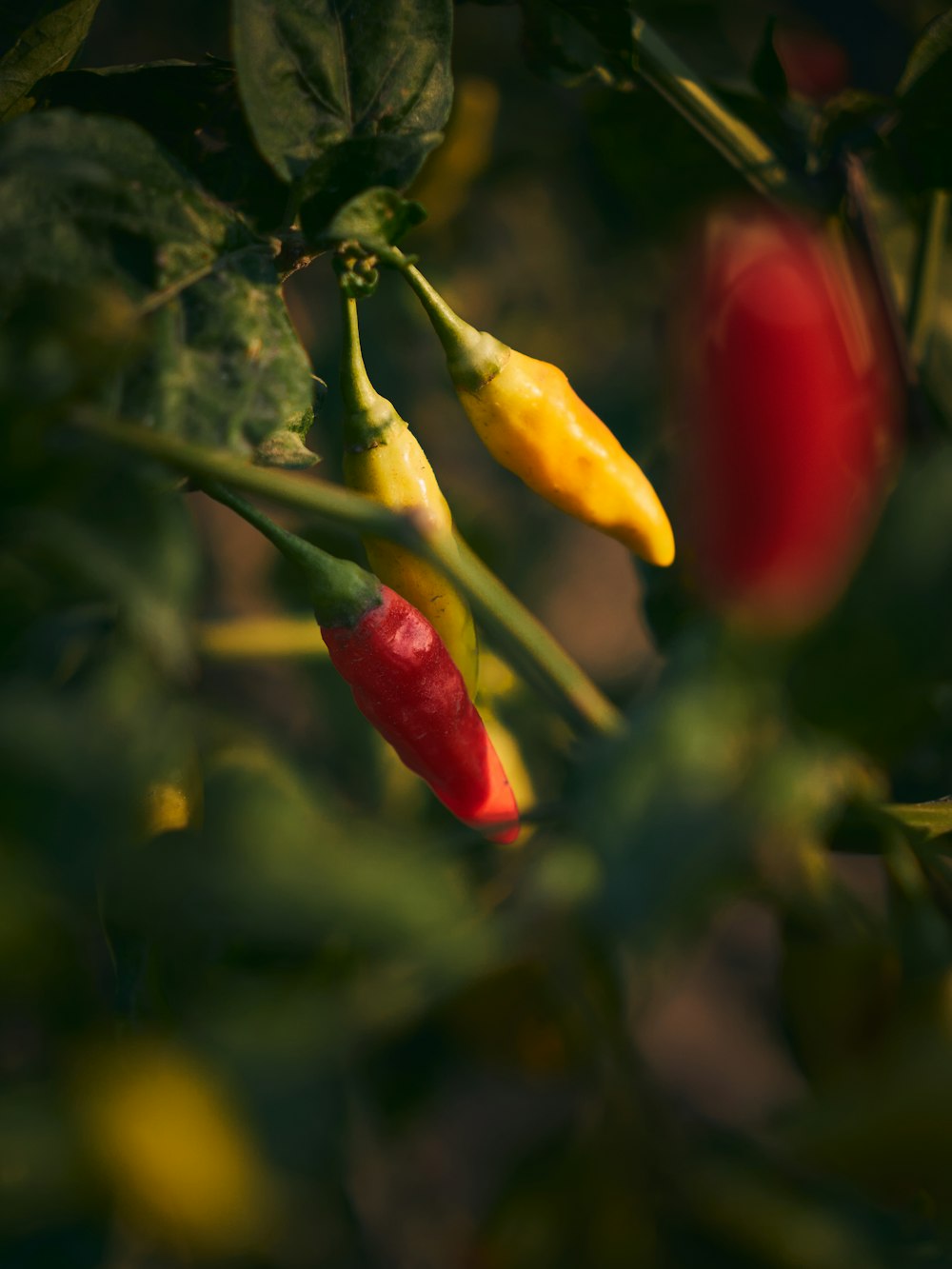 a close up of a plant with red and yellow peppers