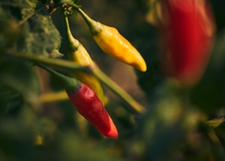 a close up of a red and yellow pepper on a plant