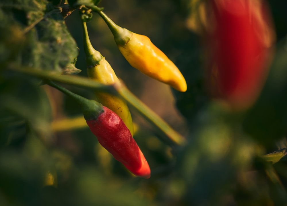 a close up of a red and yellow pepper on a plant