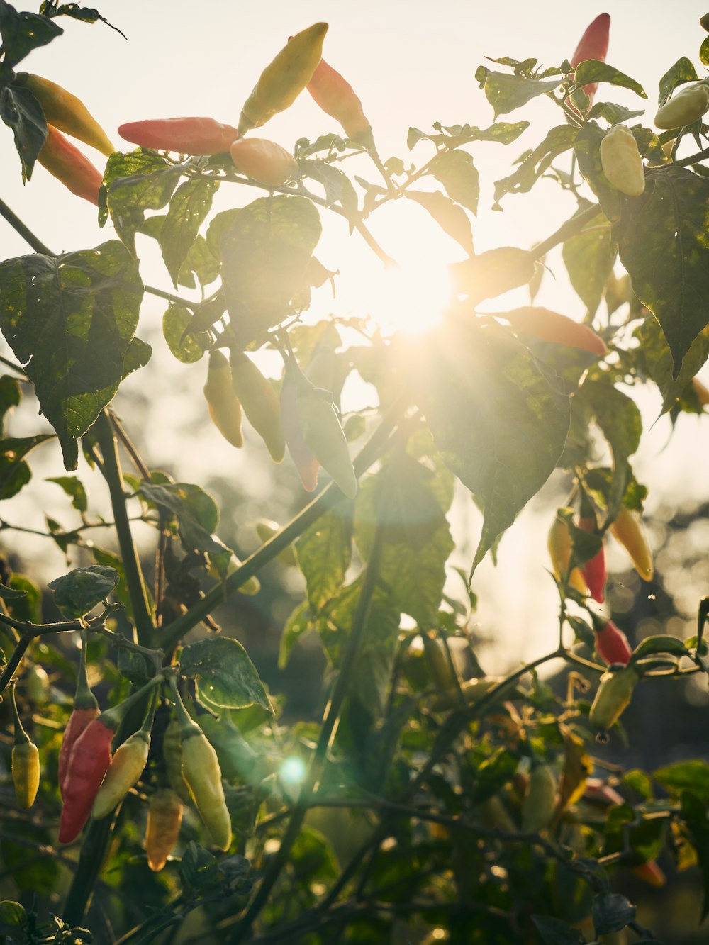 the sun is shining through the leaves of a tree