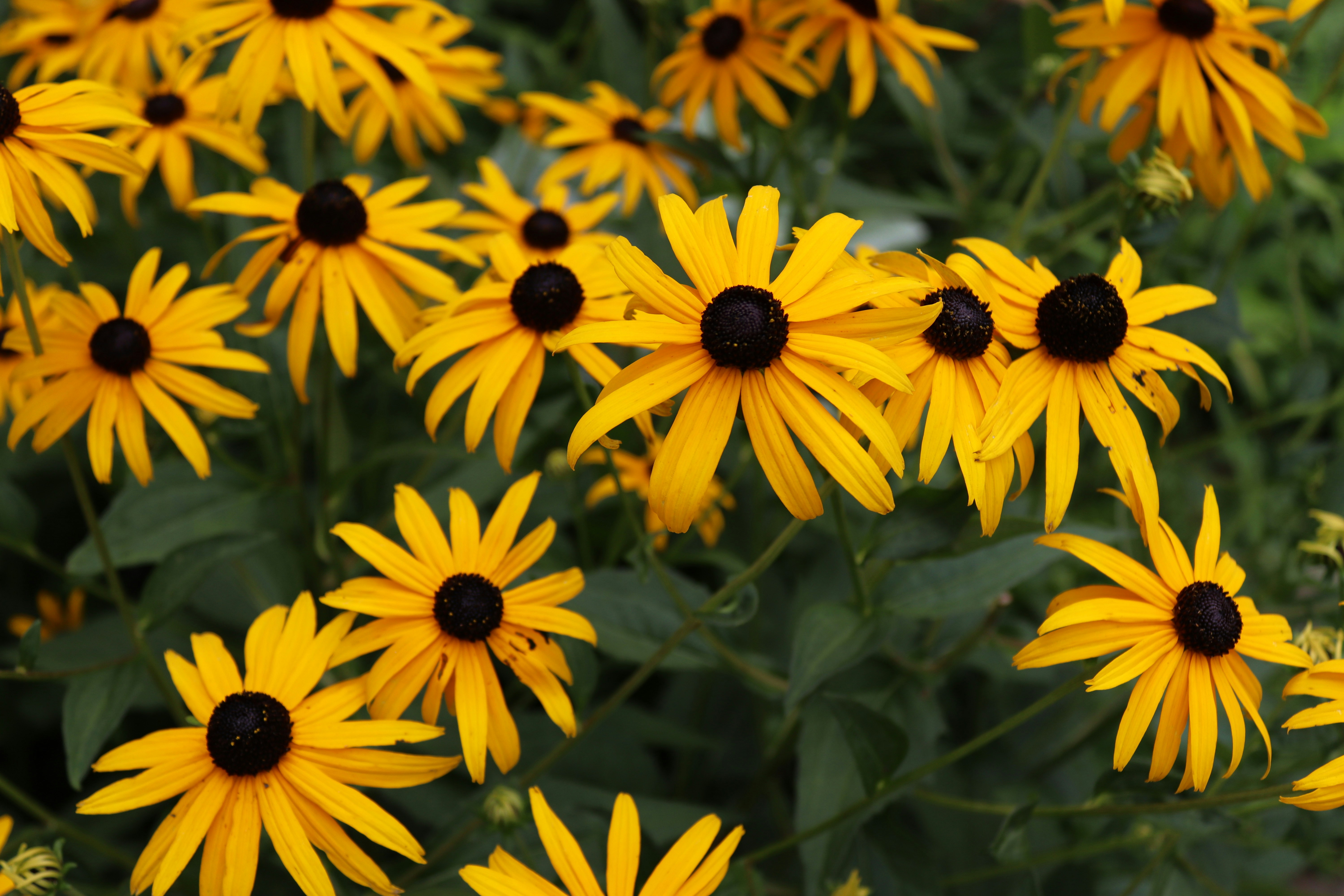 a field of yellow flowers with green leaves