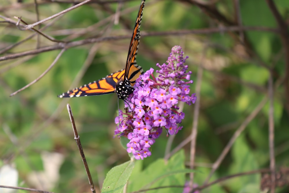 a monarch butterfly resting on a purple flower