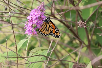 A vibrant monarch butterfly with striking orange and black wings is perched on a cluster of vivid purple flowers. The scene is set amidst a background of lush green leaves and intertwining branches, suggesting a serene natural habitat.