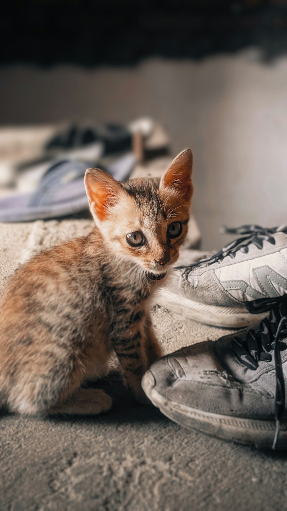 a small kitten sitting next to a pair of shoes