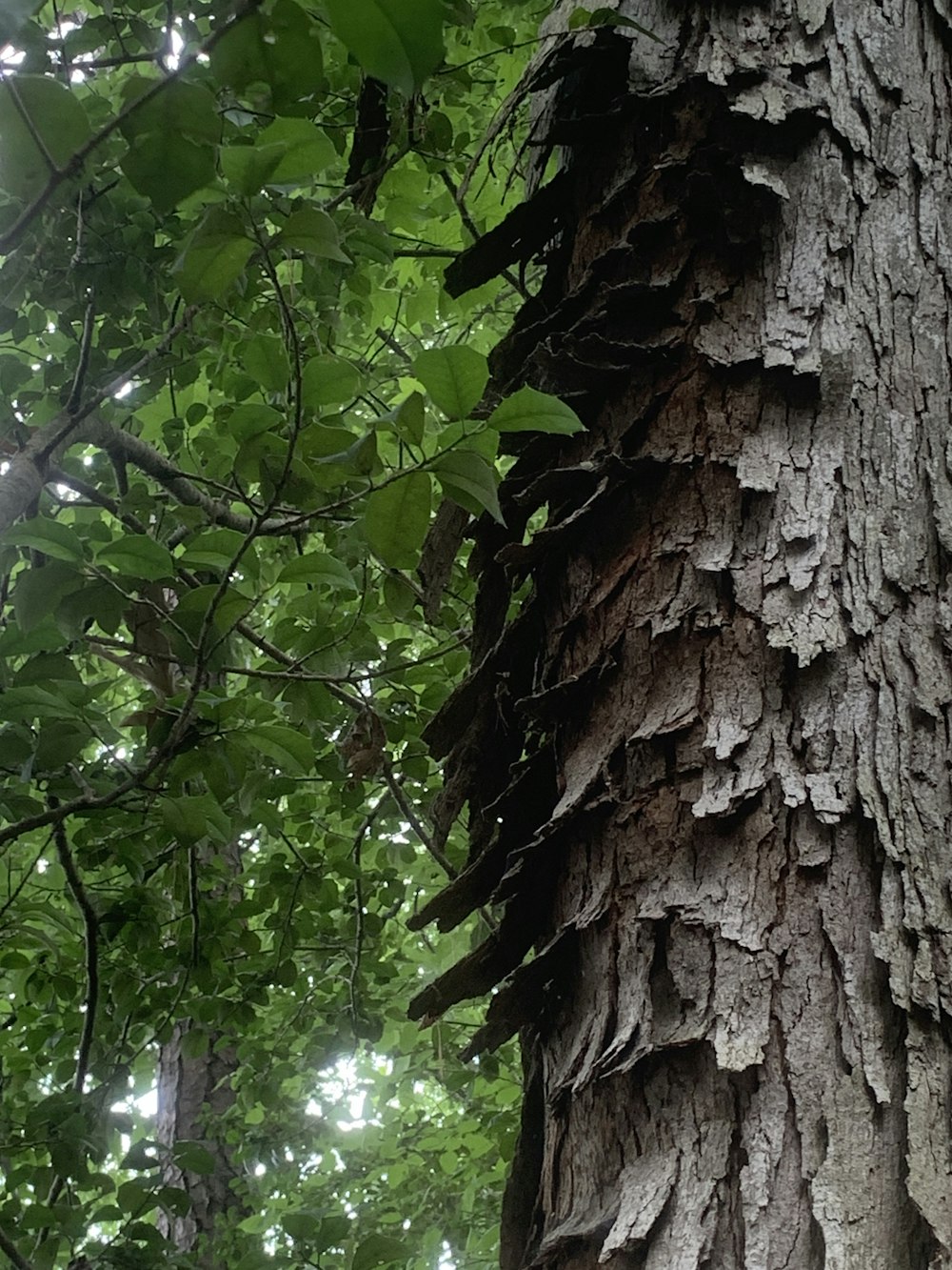 a close up of the bark of a tree