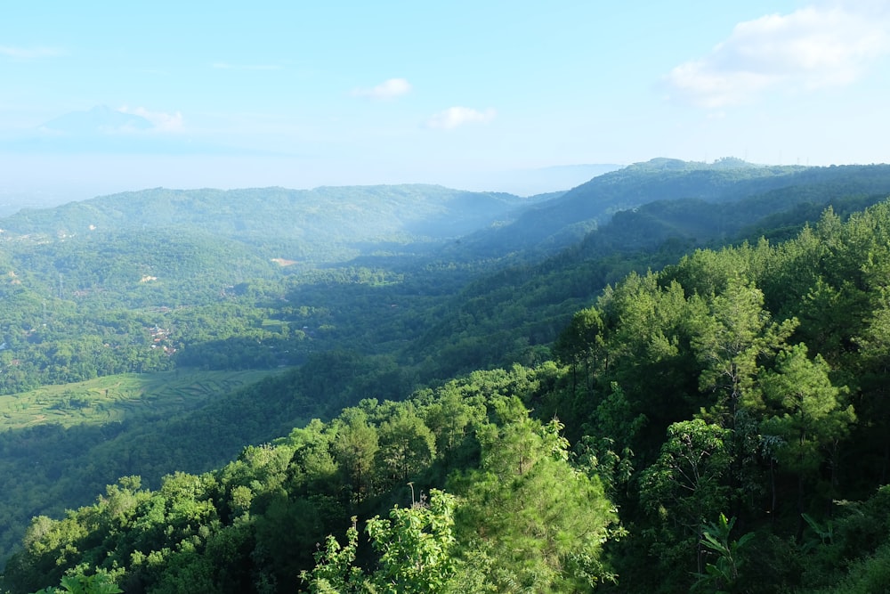 a lush green forest filled with lots of trees