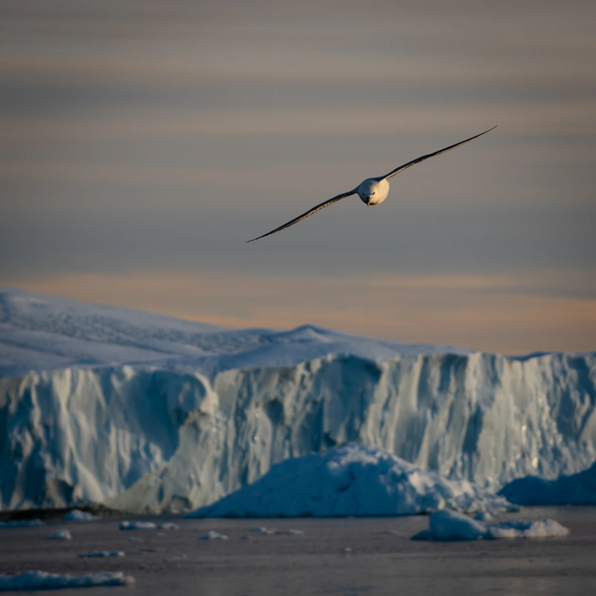 Seabird flying past an iceberg