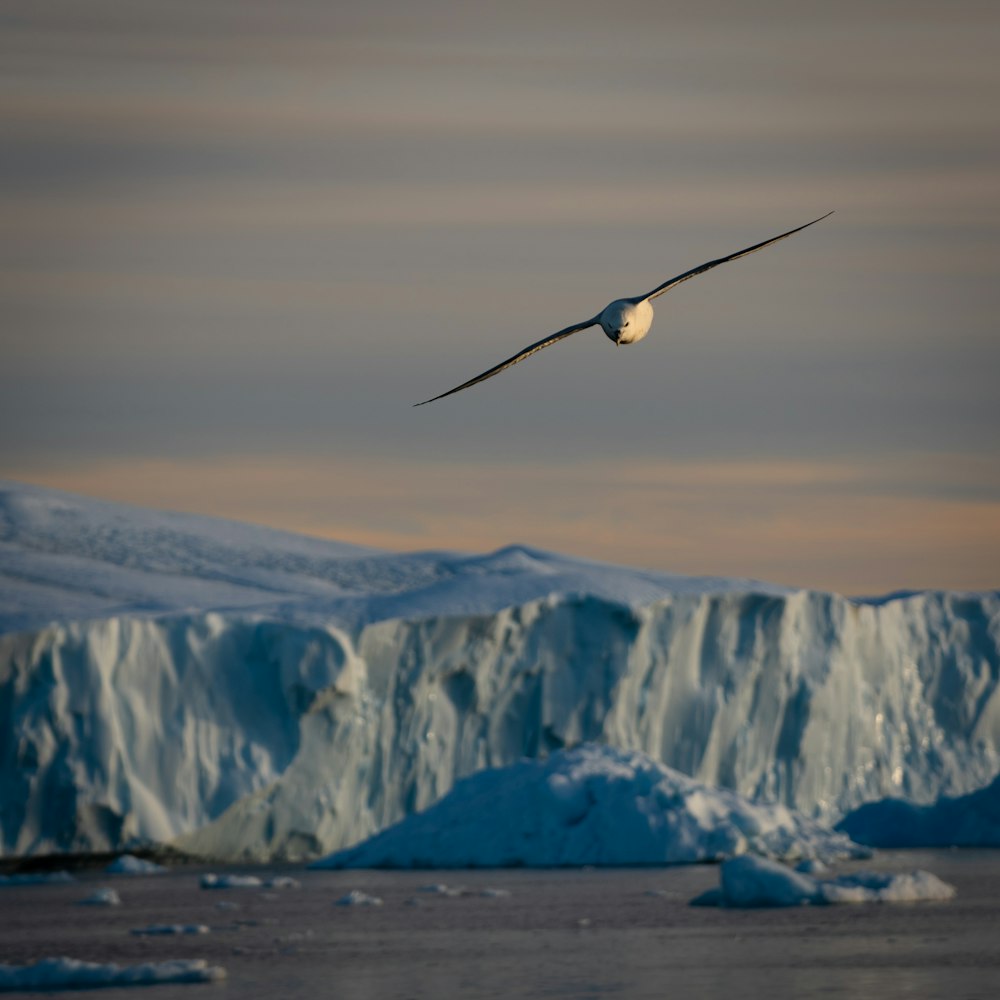 Ein großer Vogel, der über einen großen Eisberg fliegt