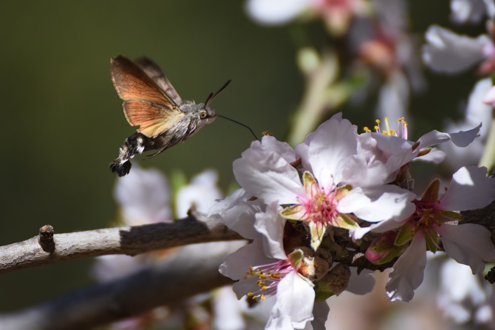 a hummingbird flying over a flowered tree branch