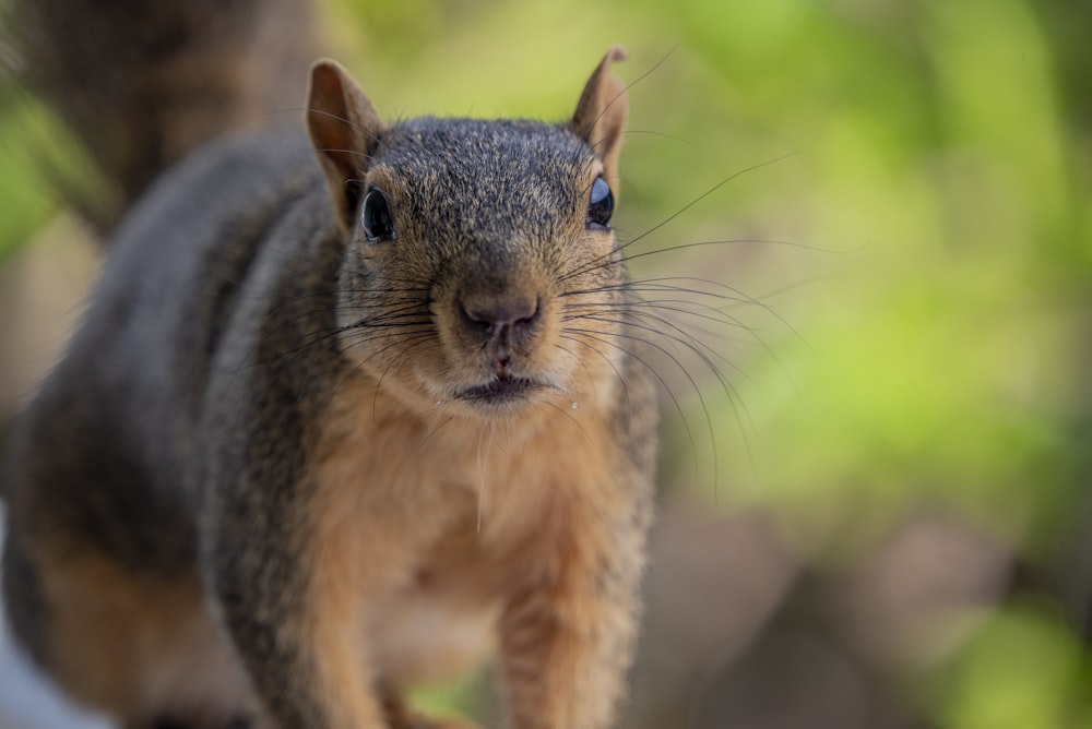 um close up de um esquilo em um galho de árvore