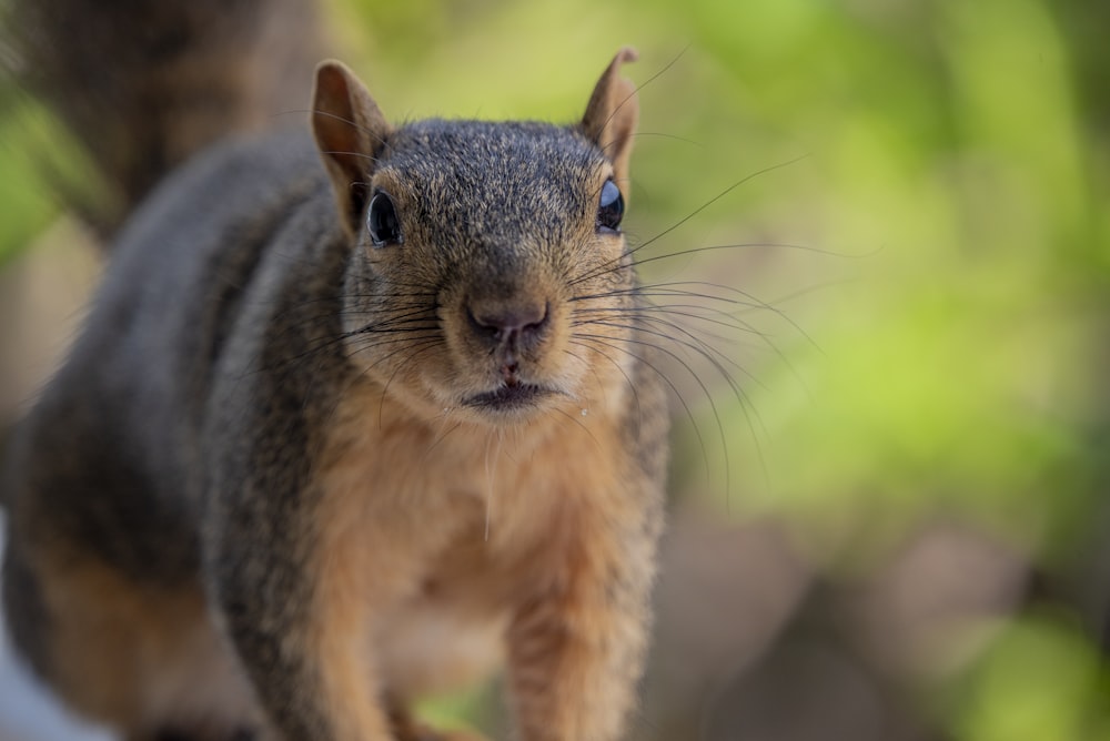 a close up of a squirrel on a tree branch