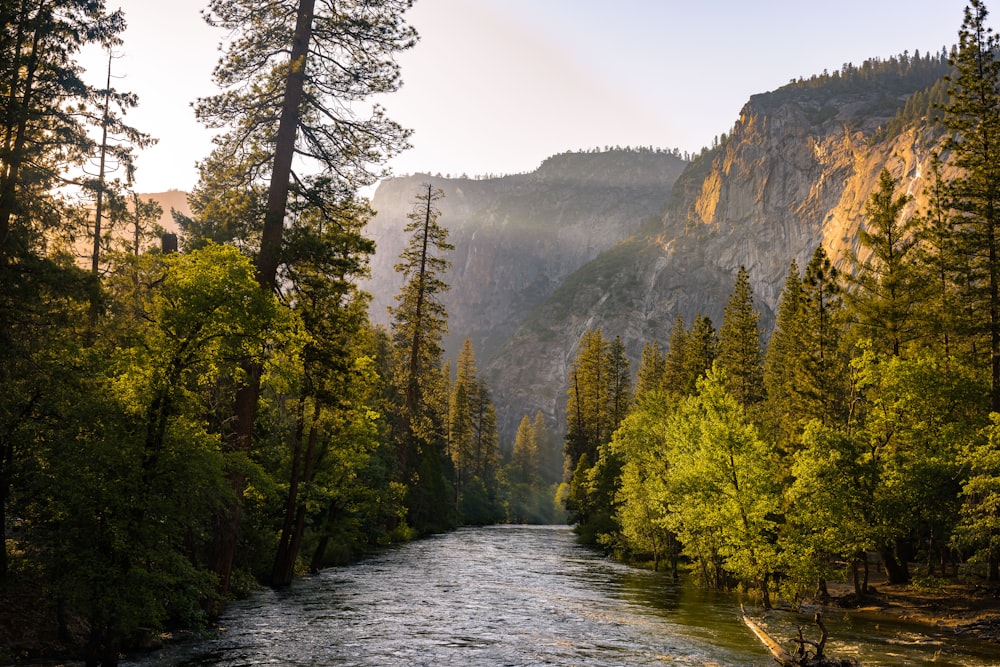 a river running through a lush green forest