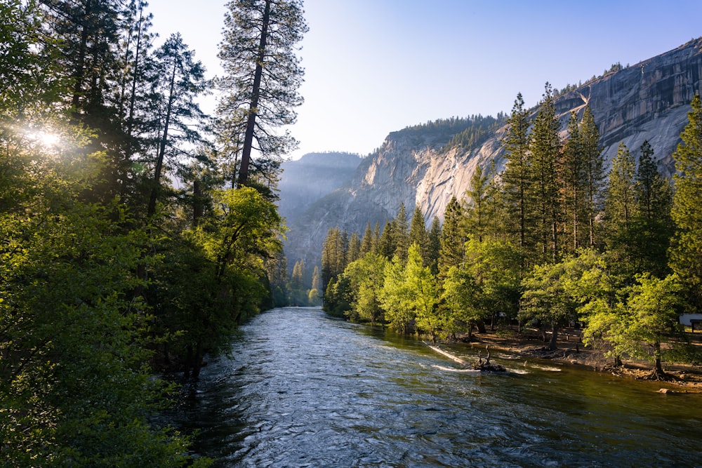 a river running through a lush green forest