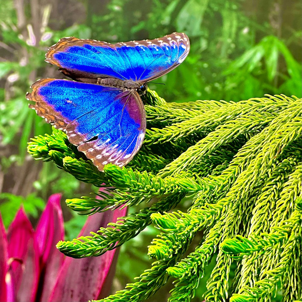 a blue butterfly sitting on top of a green plant