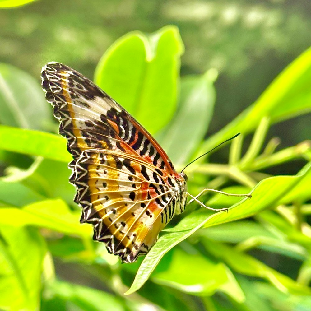 a butterfly sitting on top of a green leaf