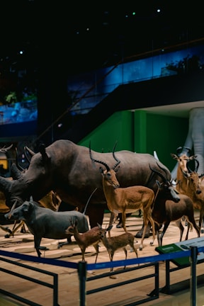 A display of various animal figures, including antelopes and other hoofed animals, set against a backdrop resembling a museum exhibit. The scene is lit with artificial lighting, giving it a curated and educational atmosphere.