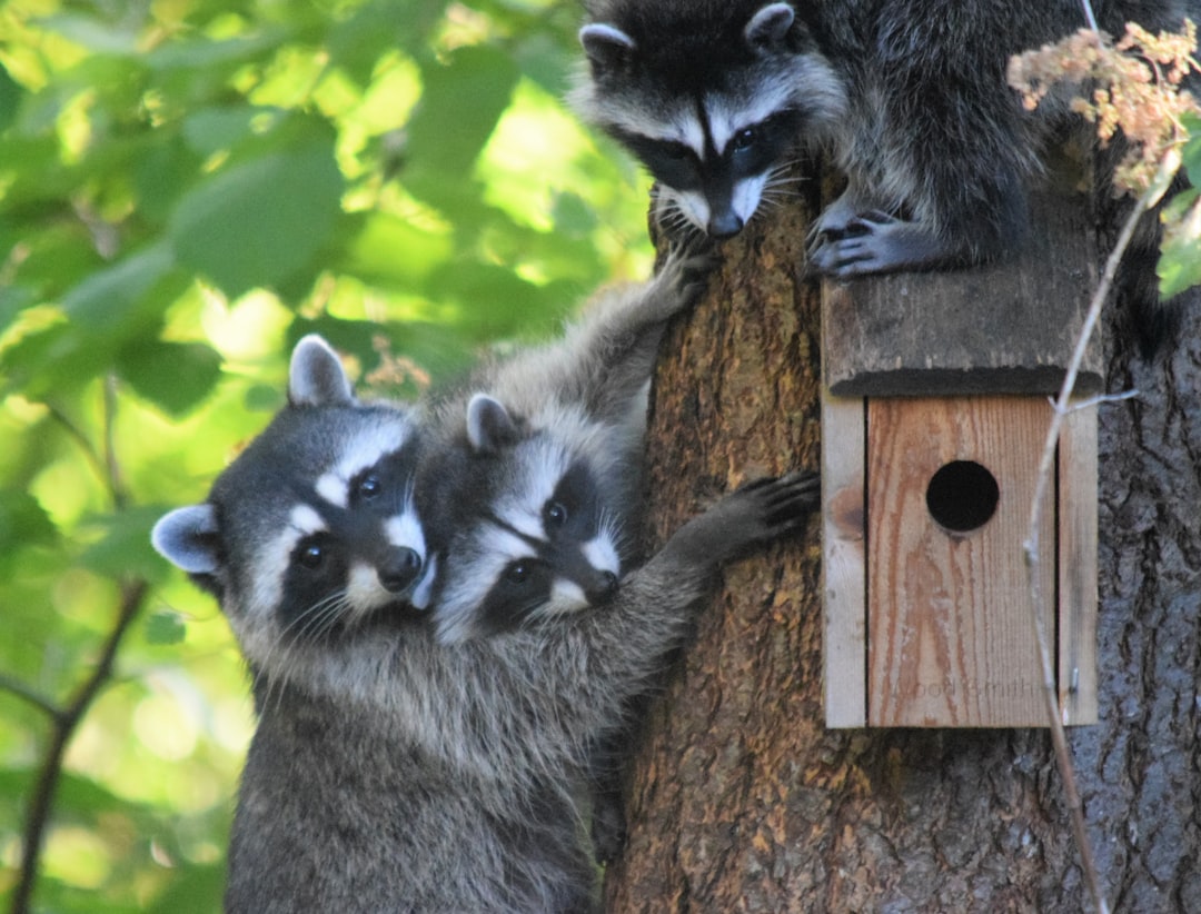 a couple of raccoons standing on top of a tree,