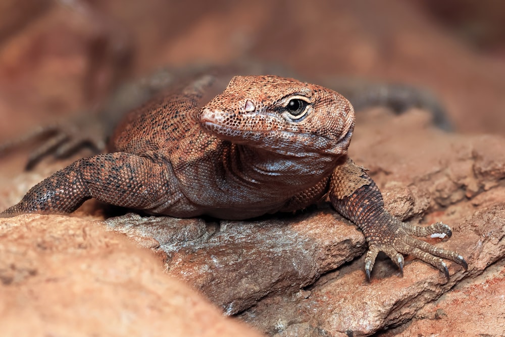 a close up of a lizard on a rock