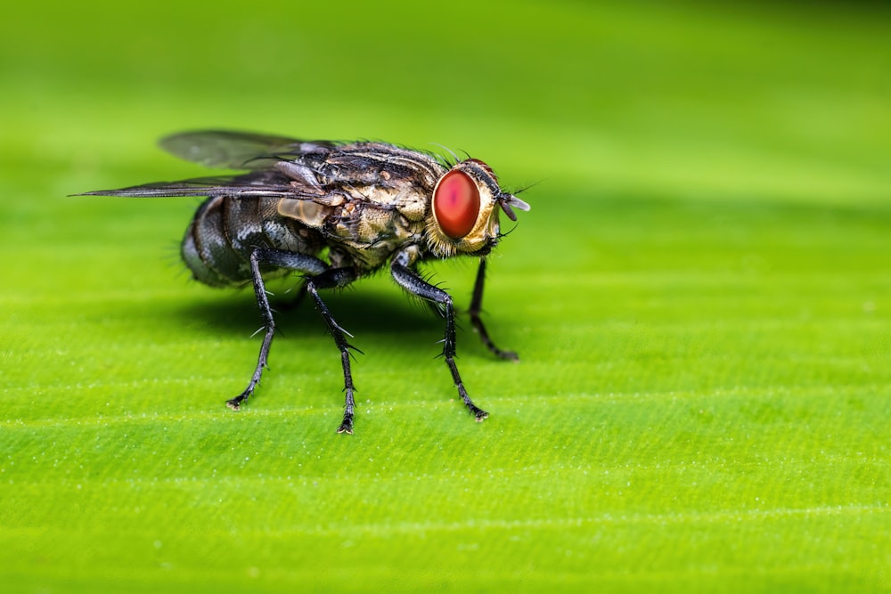 a fly sitting on top of a green leaf