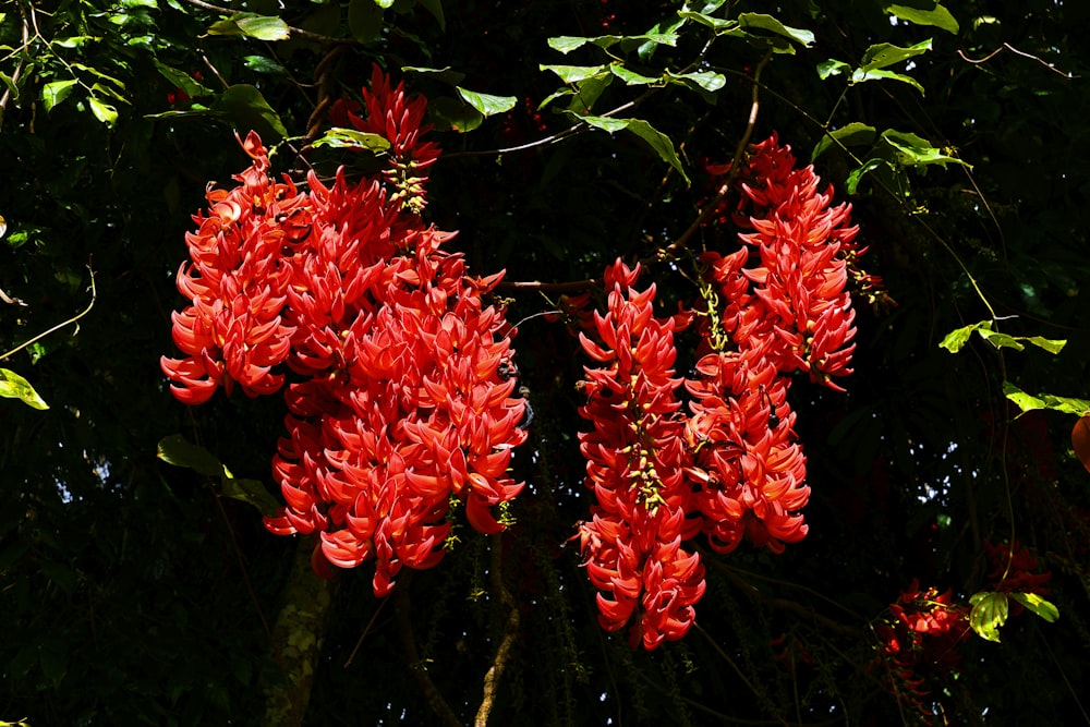 a bunch of red flowers hanging from a tree