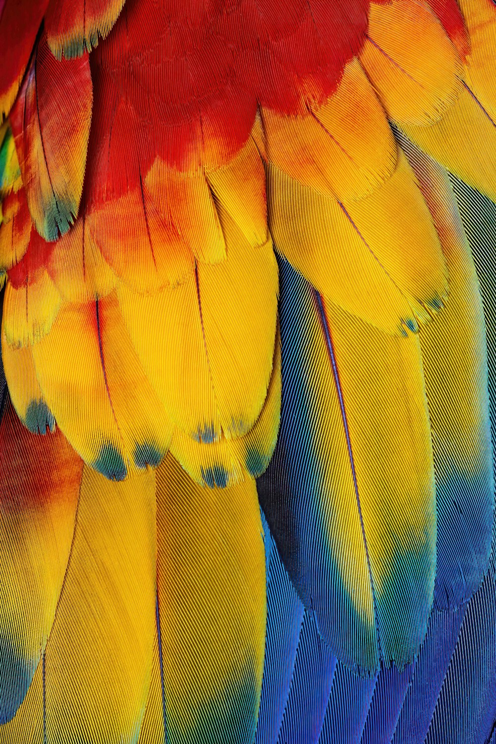 a close up of a colorful bird's feathers