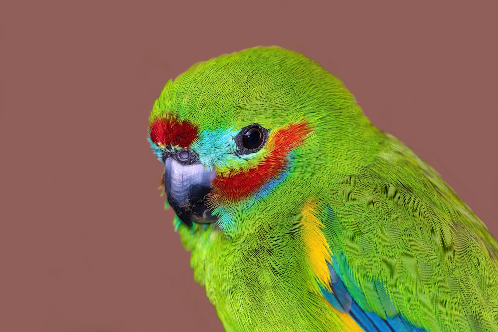 a close up of a colorful bird on a brown background