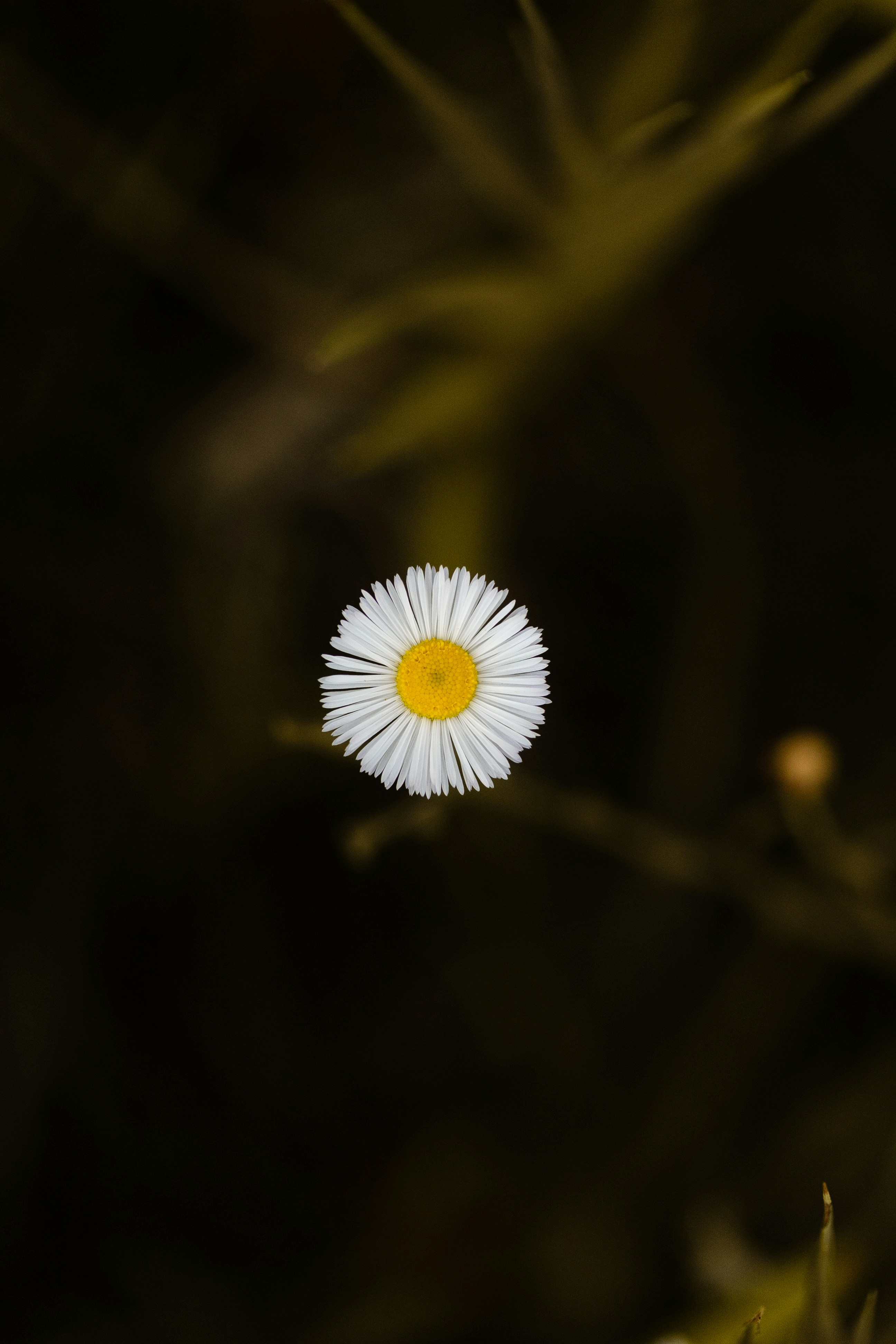 Photo by elijahp