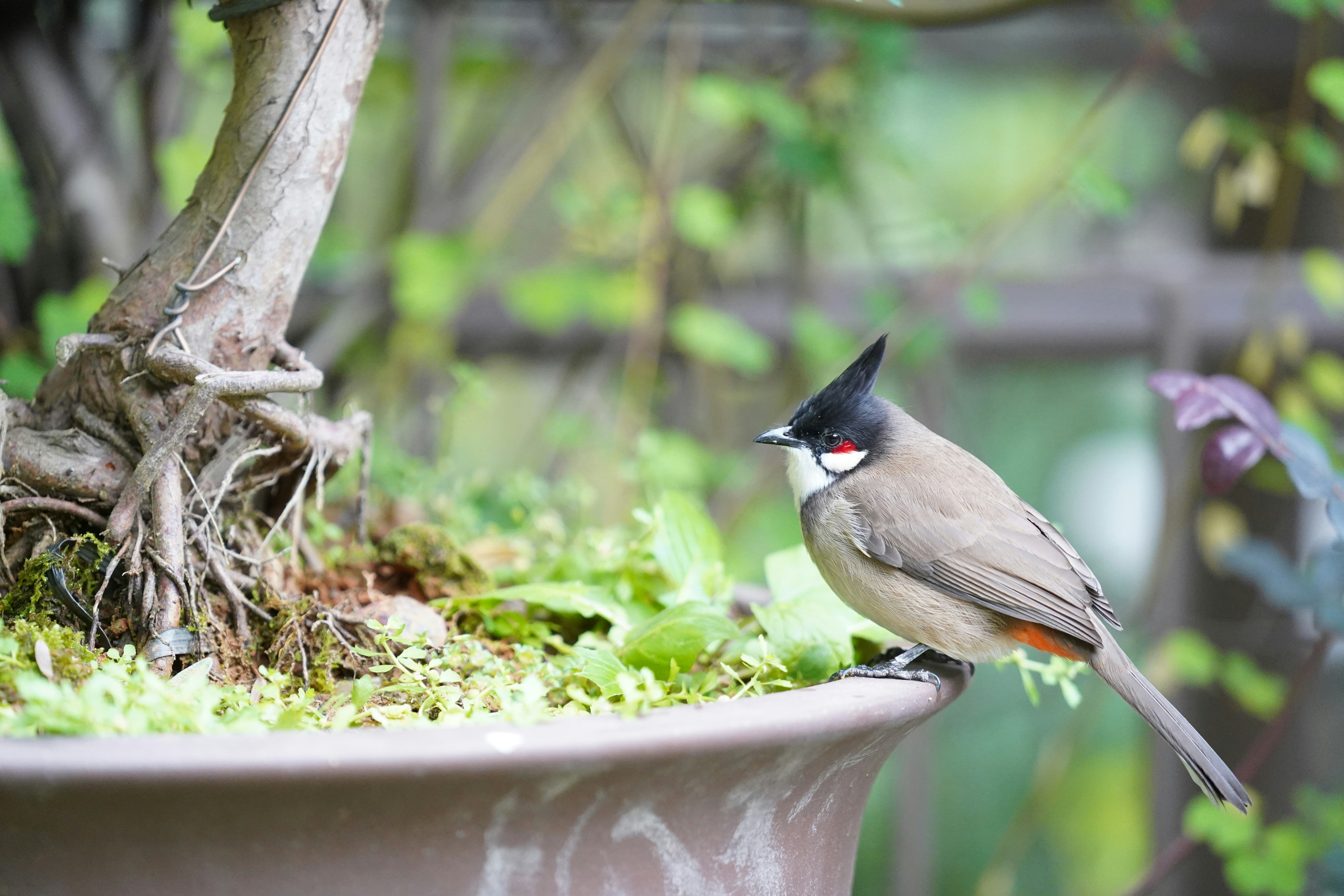 6 Bird Feeding Tips for Beginners on a Budget