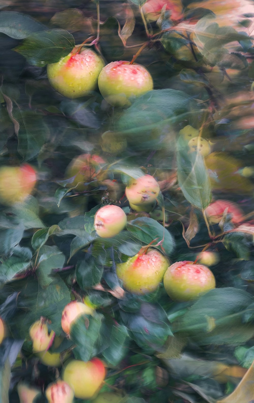 a blurry photo of apples growing on a tree