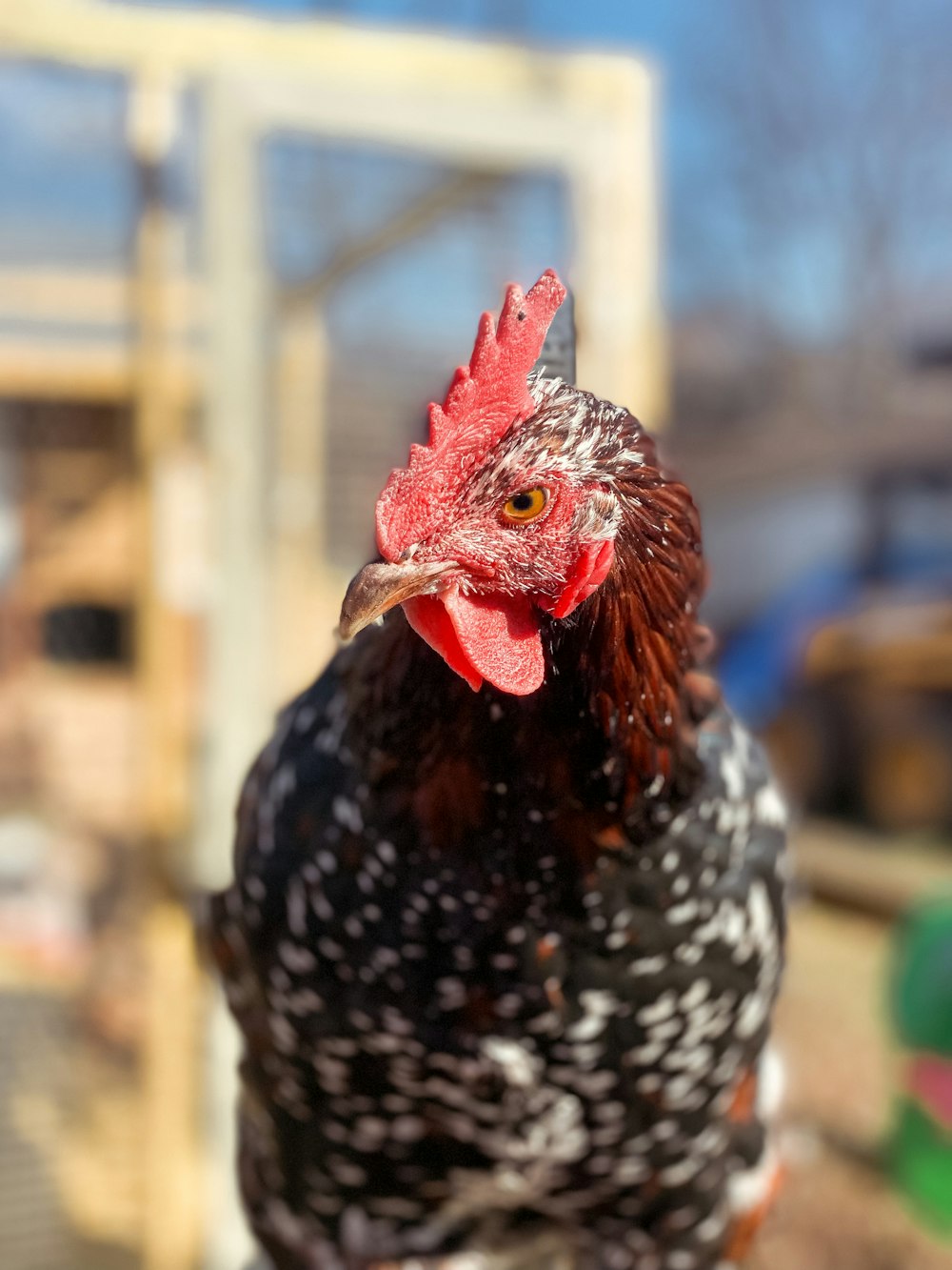 a close up of a black and white chicken