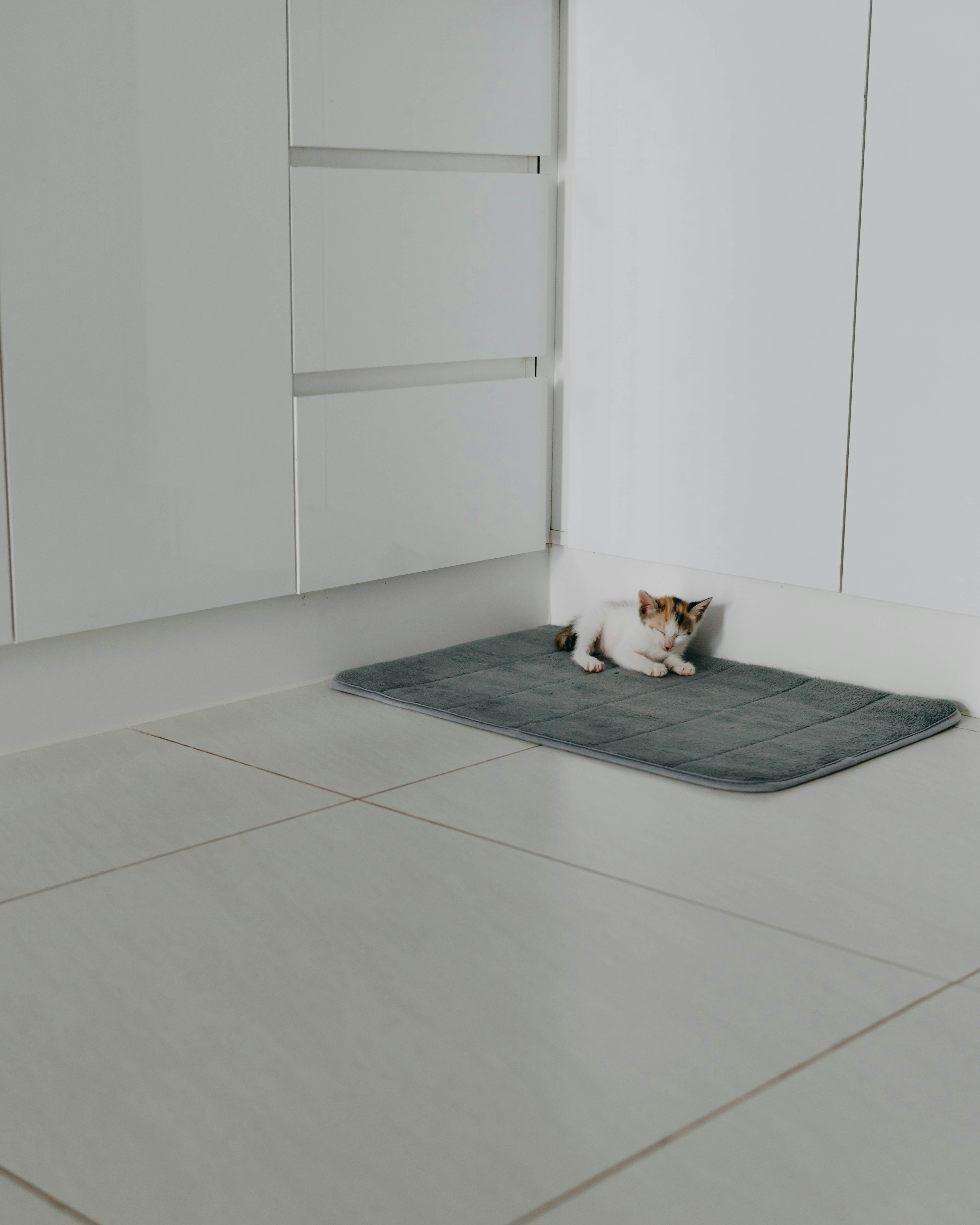 a cat laying on a mat in a room