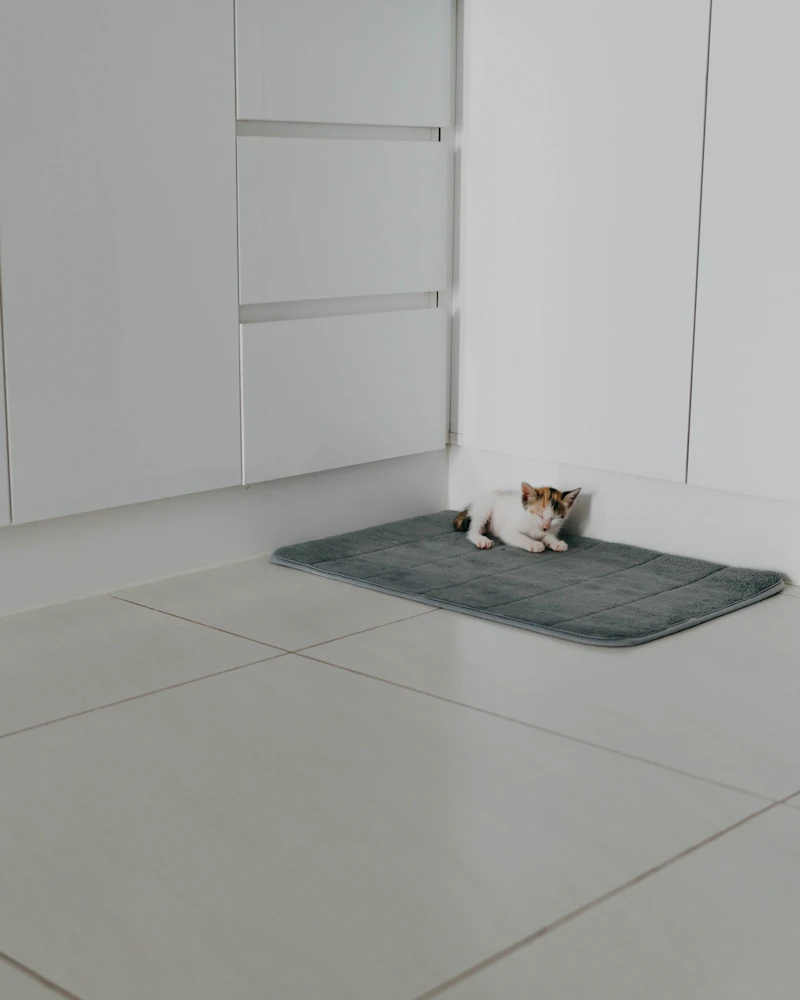 A cat resting on a mat in a bright room