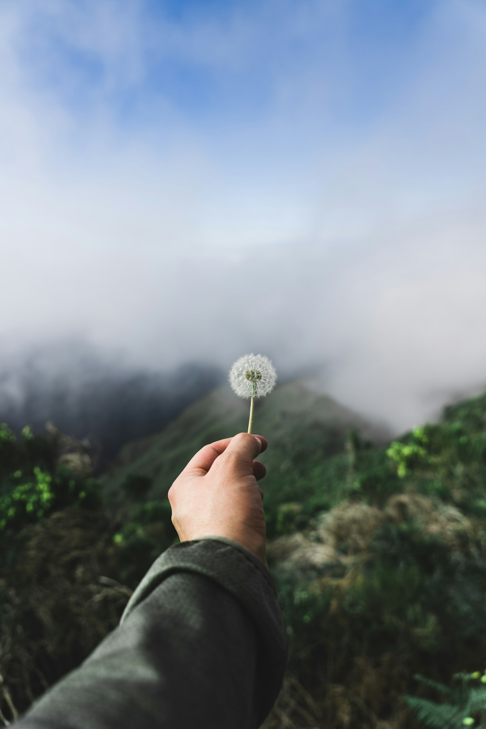 a person holding a dandelion in their hand