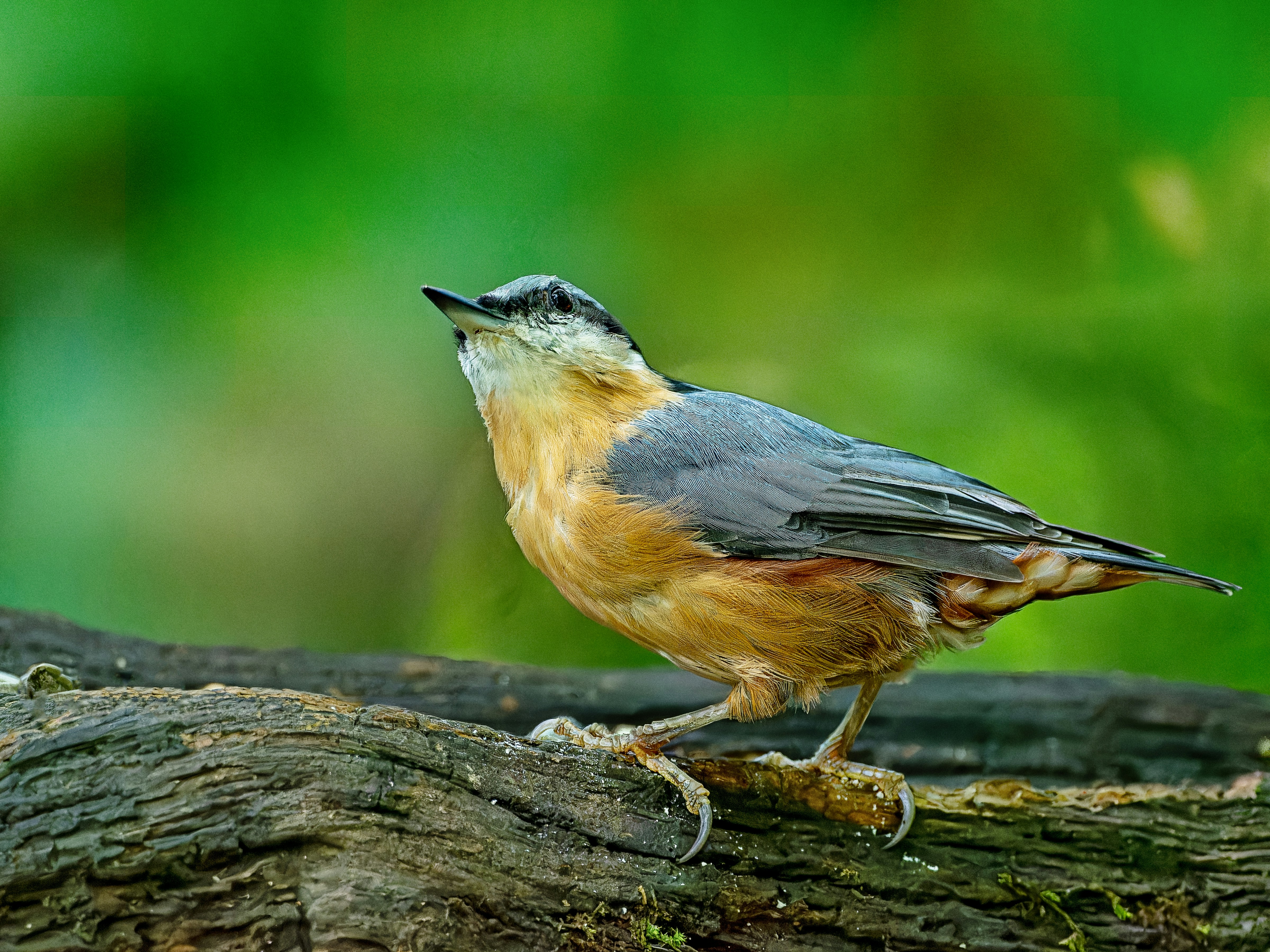 Photo by siegfriedpoepperl