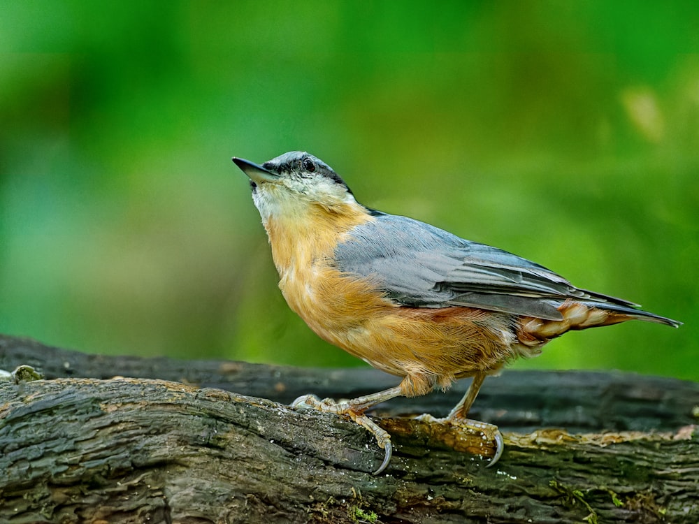 a small bird perched on a tree branch