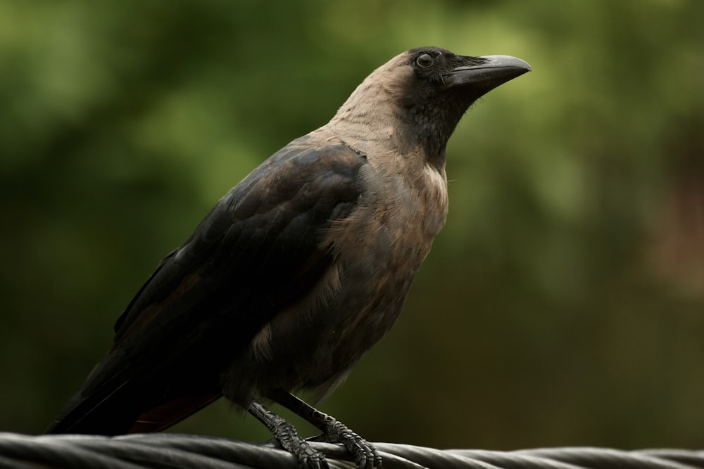a black bird sitting on top of a rope