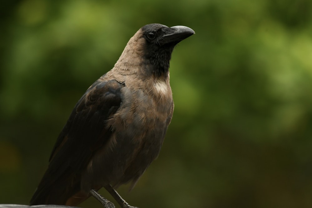 a brown and black bird sitting on top of a rock