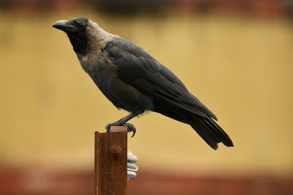 a black bird sitting on top of a wooden pole