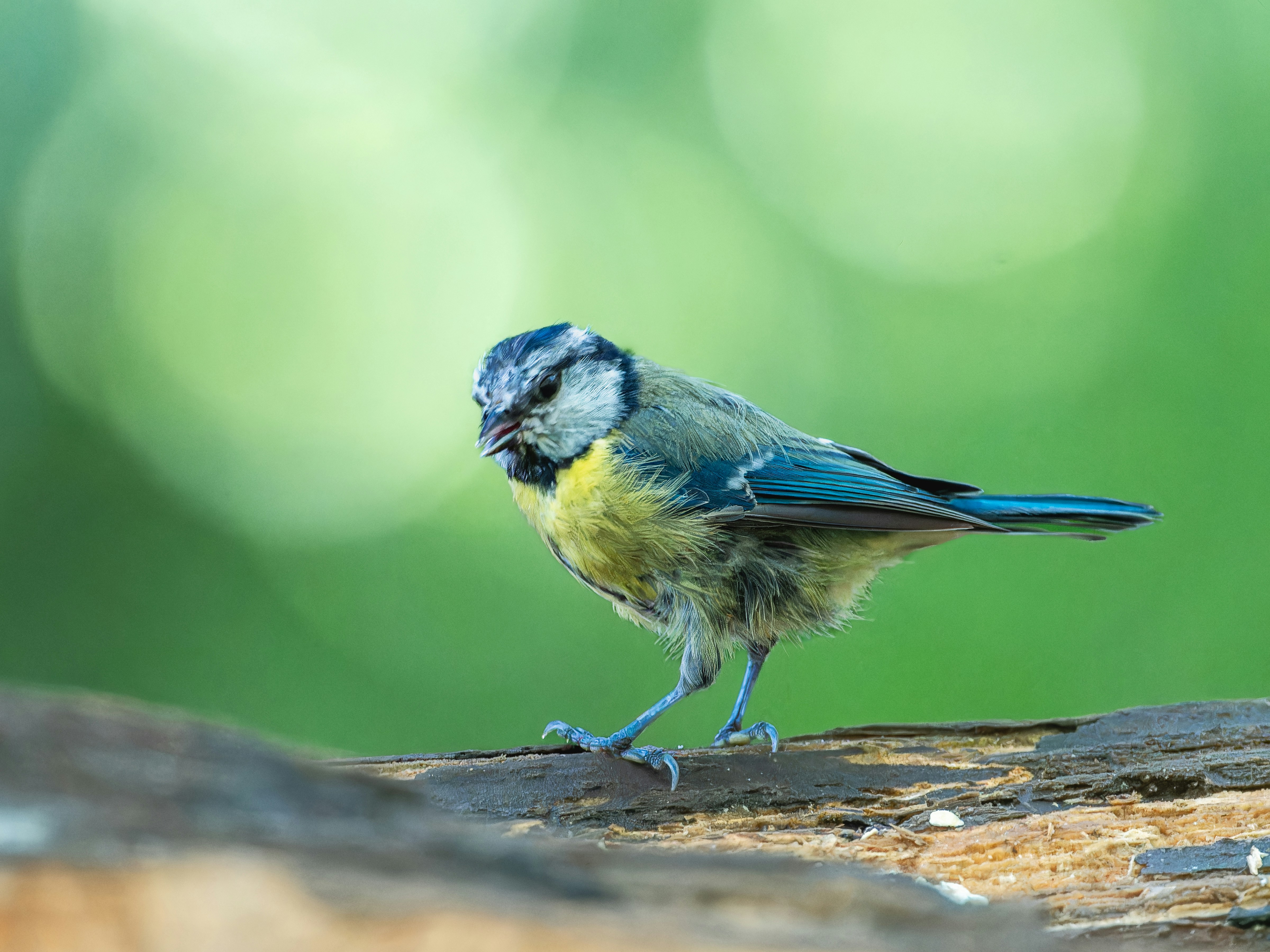 Photo by siegfriedpoepperl