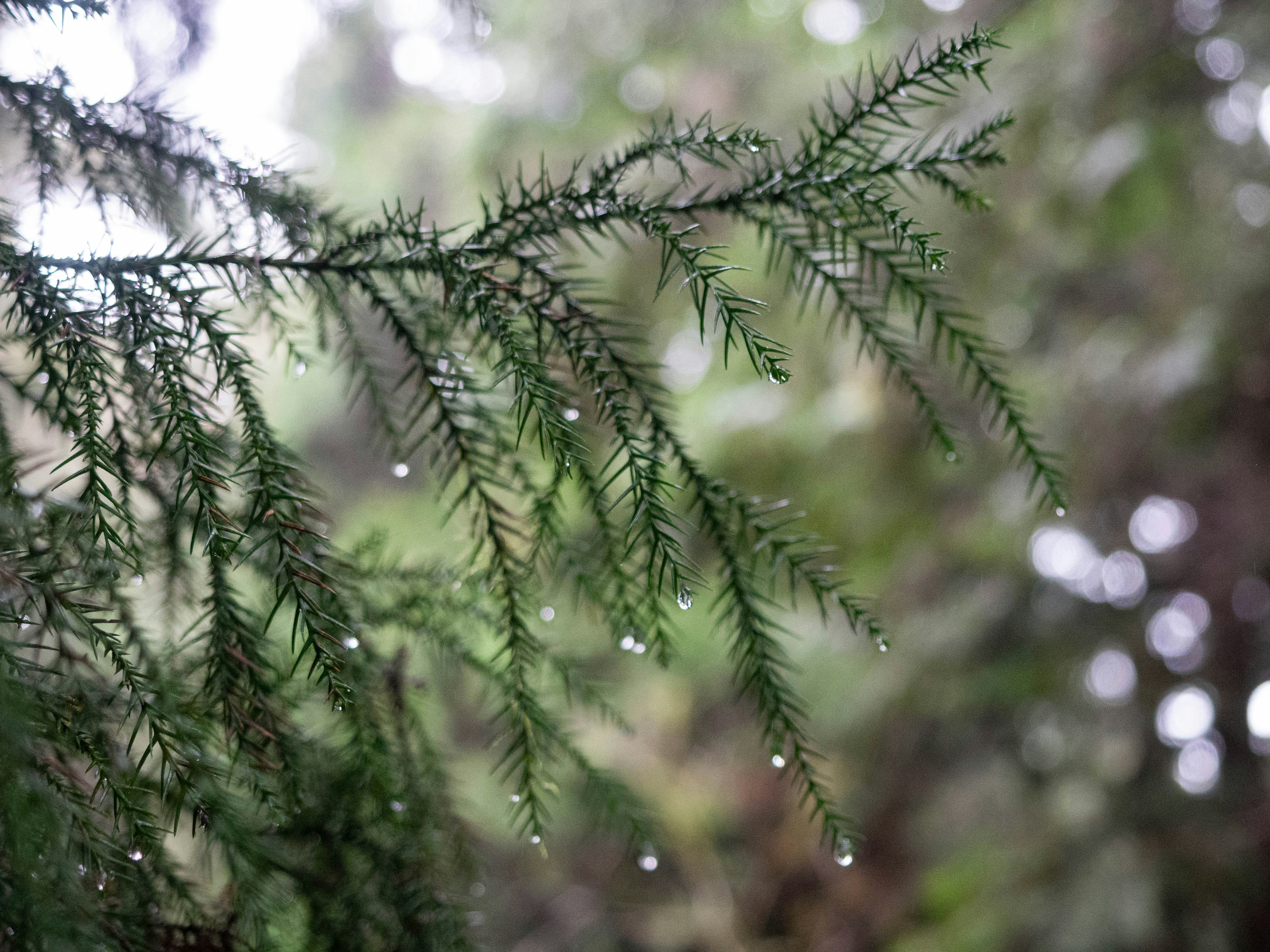 un primer plano de la rama de un árbol con gotas de agua