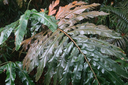 Close-up of sensors capturing real-time data in a lush tropical environment.