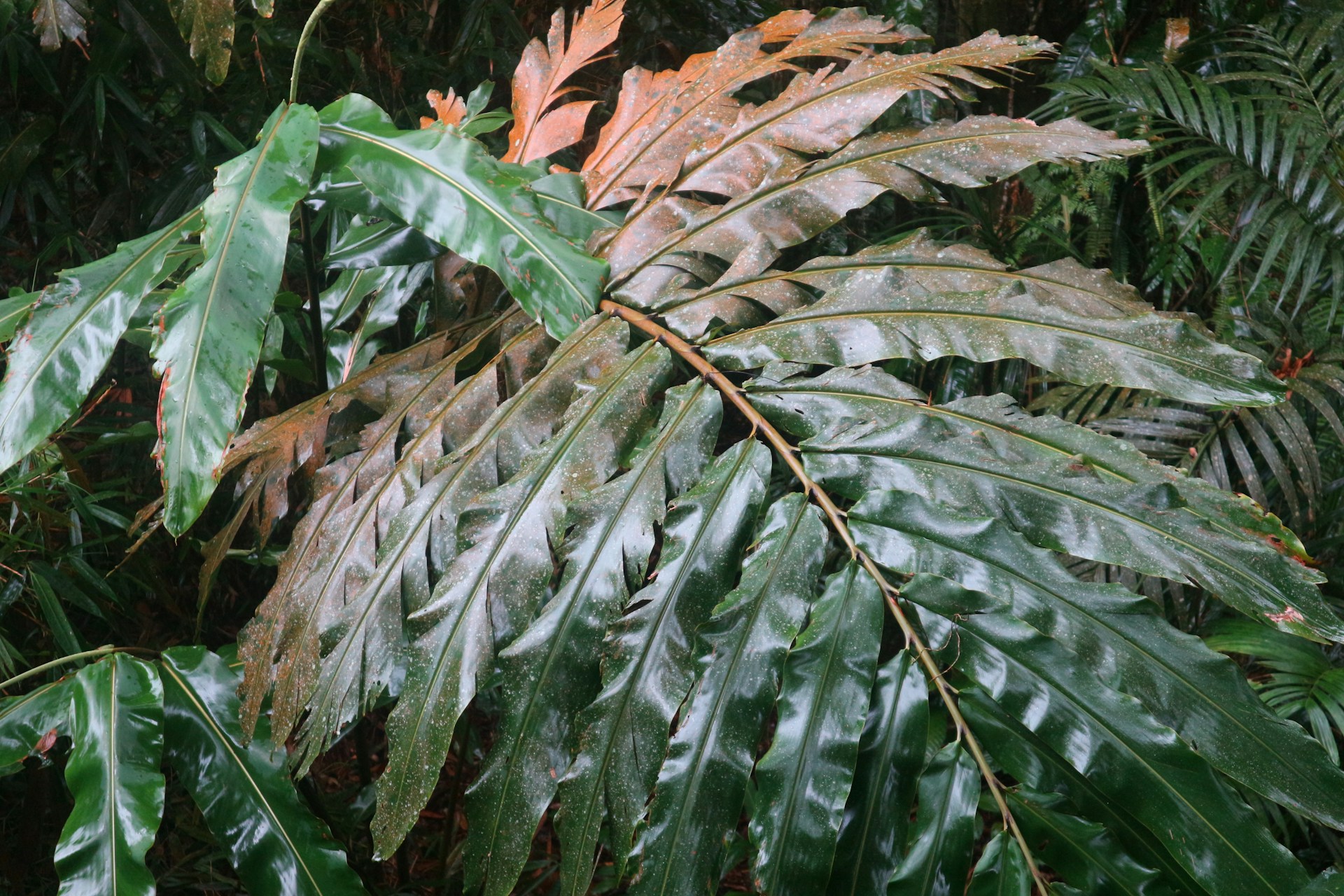 Close-up of lush tropical foliage with rich green leaves and hints of tan branches, capturing the vibrant life of Malaysia's forests.