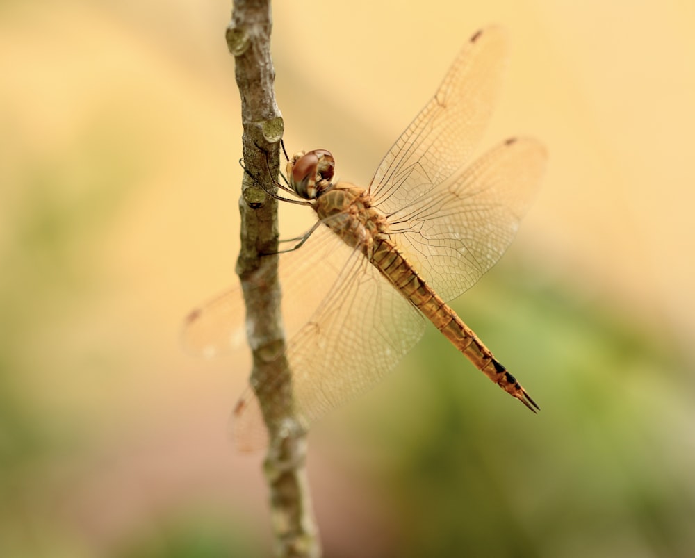a close up of a dragonfly on a tree branch