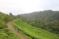 A couple walking hand-in-hand through lush tea plantations in Thekkady.