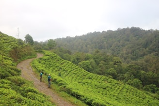 A couple walking hand-in-hand through lush tea plantations in Thekkady.